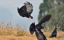 老鴰[漢語詞語]