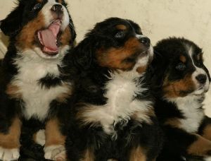 Bernese Mountain Dog