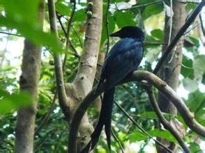 馬約特卷尾 馬約特卷尾