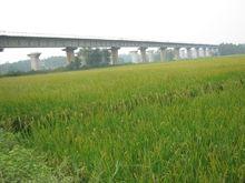 太子廟鎮田園風光