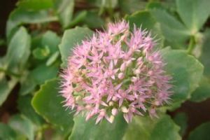 狹葉長藥八寶 狹葉長藥八寶