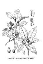 四川折柄茶 四川折柄茶