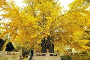 千年銀杏 千年銀杏