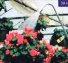 （圖）植物澆水