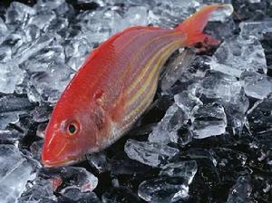 金線魚[鱸形目金線魚動物]