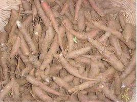 大草烏[大草烏]