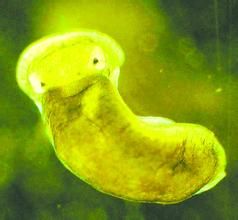 艾騰海參 艾騰海參