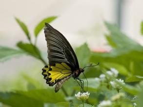 丹波山裳鳳蝶 丹波山裳鳳蝶