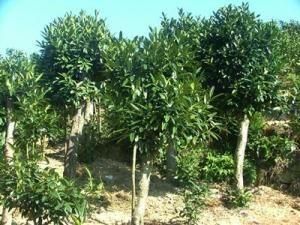 苦丁茶樹 苦丁茶樹