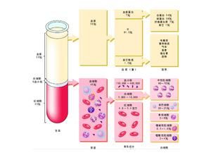 血漿蛋白結合率