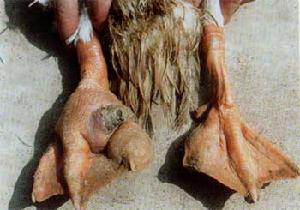 鴨關節炎 鴨關節炎