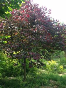 紫葉加拿大紫荊