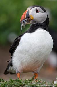 北極海鸚 北極海鸚