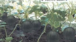 無籽黑齡童 無籽黑齡童