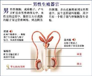 男性生殖繫結核