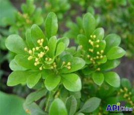 生長習性 生長習性