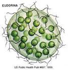 空球藻屬 空球藻屬