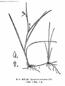 矮黑三棱 矮黑三棱