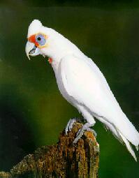 長嘴鳳頭鸚鵡 長嘴鳳頭鸚鵡