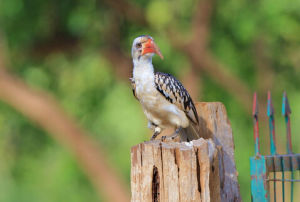 德氏彎嘴犀鳥 德氏彎嘴犀鳥