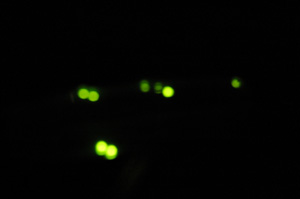 螢火蟲族 螢火蟲族