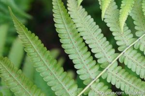 多囊毛蕨 多囊毛蕨