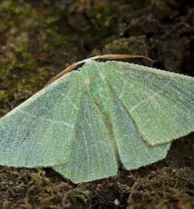 綿庶尺蛾 綿庶尺蛾