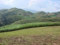 南嶺自然村甘蔗林