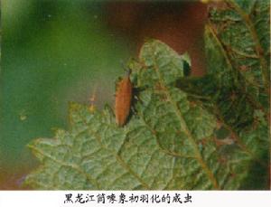 黑龍江筒喙象 黑龍江筒喙象