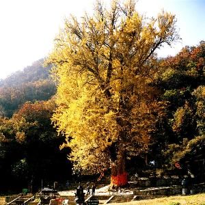 郯城銀杏 郯城銀杏