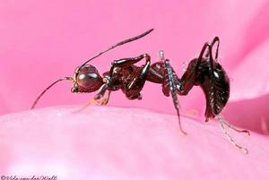 中華螯蜂 中華螯蜂