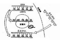 人工合成基因 人工合成基因