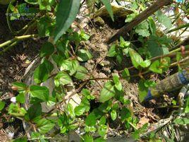 棱萼母草[植物]