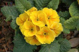 歐洲報春花 歐洲報春花