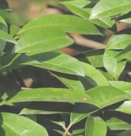 光葉石楠[中藥]