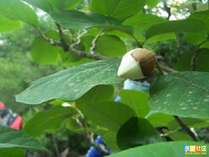 （圖）天女木蘭