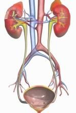 泌尿系 泌尿系