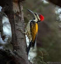 小金背啄木鳥 小金背啄木鳥