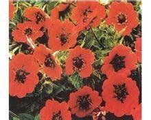 小葉金霹梅 小葉金霹梅