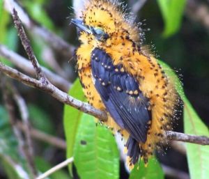 栗翅斑傘鳥 栗翅斑傘鳥