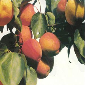 靈台牛心杏 靈台牛心杏