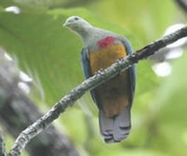 紅胸果鳩 紅胸果鳩