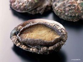 澳洲鮑魚 澳洲鮑魚