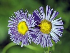 棉苞飛蓬 棉苞飛蓬