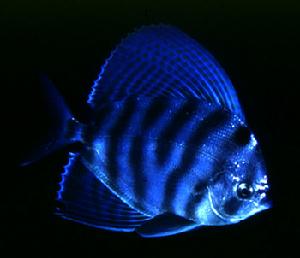 旗月魚 Velifer hypselopterus