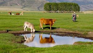 西烏珠穆沁草原 西烏珠穆沁草原
