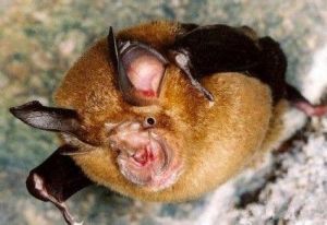 貴州菊頭蝠 貴州菊頭蝠