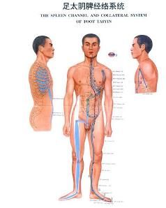 足太陰脾經 足太陰脾經