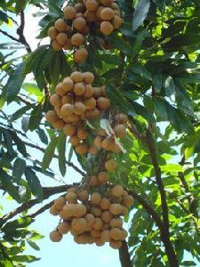 茂名儲良龍眼 茂名儲良龍眼