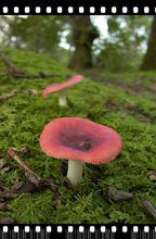 紅蘑菇